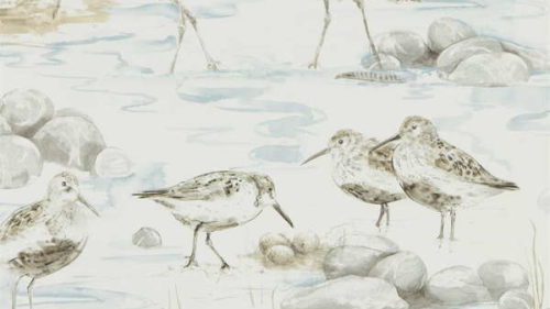 Estuary Birds 216492